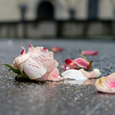 Photo of a flower on the ground. Courtesy of Ian Taylor on Unsplash.