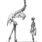 Giant Moa skeleton next to an adult human. Giant Moa is twice the height of the person.