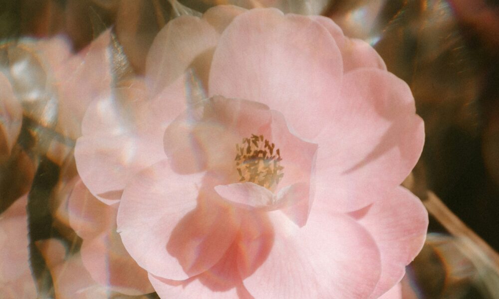 Photo of a rose. Photo courtesy of annie spratt on unsplash.