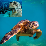 Center: sea turtle swimming peacefully. Top left: a deceased sea turtle surrounded by fishing wire.