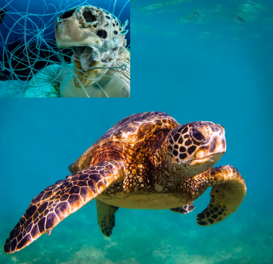 Center: sea turtle swimming peacefully. Top left: a deceased sea turtle surrounded by fishing wire.